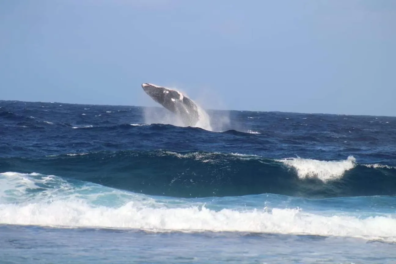 Tifaifai Et Cafe Huahine Bed & Breakfast Fare